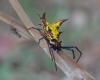 Micrathena fissispina